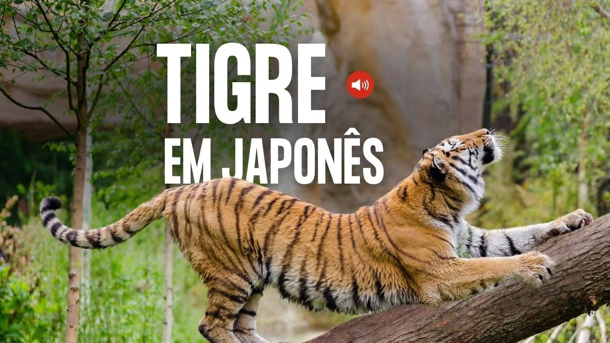 tigre em japones